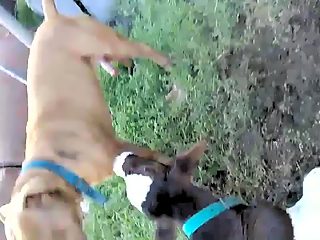 Calf sucking dog dick and gay dog